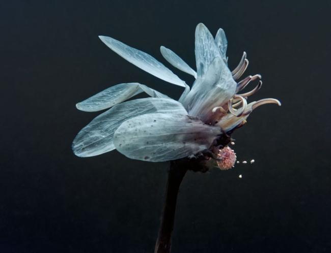 Ulla-Maija Alanen: Arkkihedelmä 6 (2025, pigmenttivedos fine-art-paperille, 32 x 42 cm, kehystettynä  52 x 72 cm)