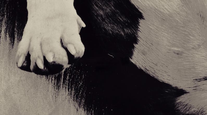 Piece 'Kynnet' (Claws) by Ulla Paakkunainen